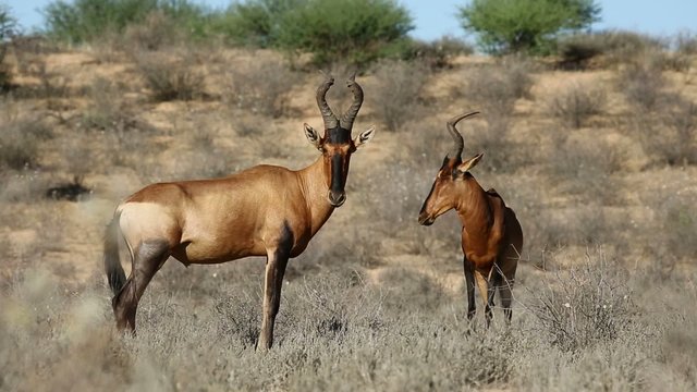 Red hartebeest antelopes in natural habitat