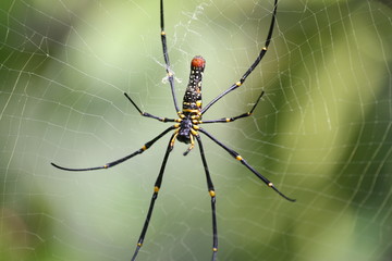 golden orb-web spider