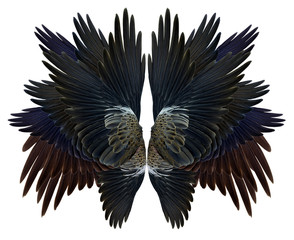 wing Isolated on white background