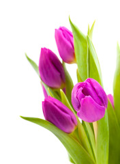 Fototapeta na wymiar lovely tulips on white - flowers and plats