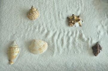 shell