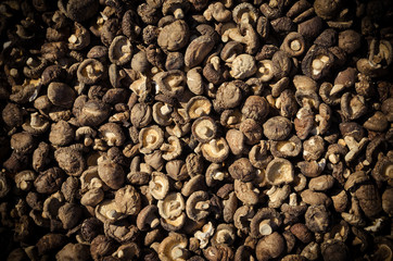 mushroom background texture