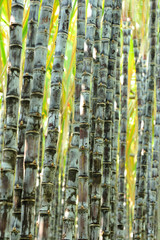 sugarcane plants in growth at field