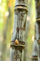 sugarcane plants in growth at field