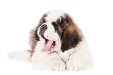 Saint bernard puppy yawning isolated on white background