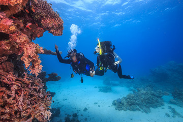 Diver in the Red Sea, Egypt