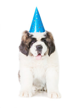 Saint bernard puppy dressed in a birthday hat