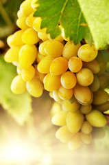 White grapes