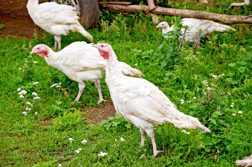 Turkey white in grass