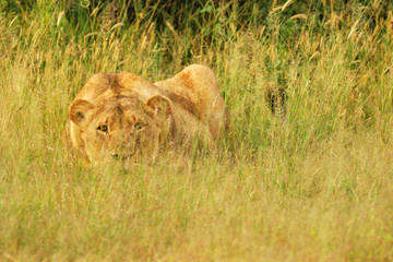 Lioness