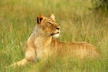 Lioness