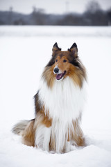 Rough Collie in winter forest