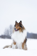 Rough Collie in winter forest