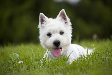 West Highland White Terrier puppy