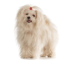 White Maltese dog on white background