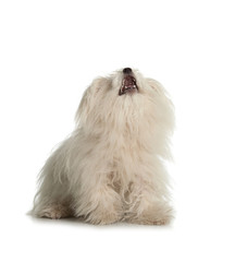 White Maltese dog on white background