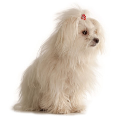 White Maltese dog on white background