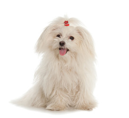 White Maltese dog on white background