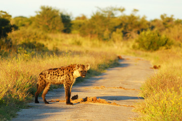 Spotted hyaena on the road