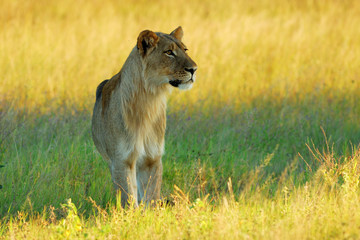 Sub adult lion