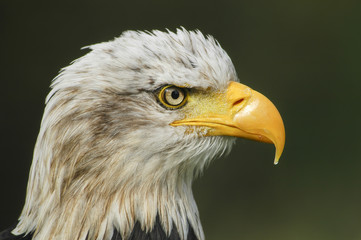 Portret van een Amerikaanse zeearend.