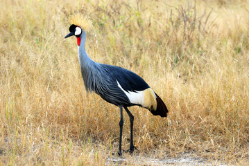 Crowed crane