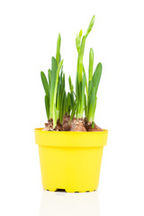 Daffodils (Narcissus) in flower pot