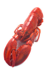 Lobster