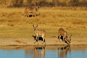 Kudus at waterhole