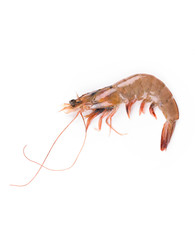 fresh shrimp