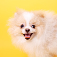 Spitz puppy