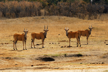 Naklejka na ściany i meble Group of elands