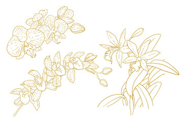 Set of one-colored outlined orchids