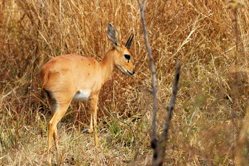 Male steenbok