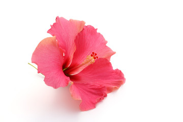 Fleur d'hibiscus
