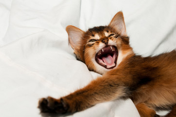 Yawning kitten portrait