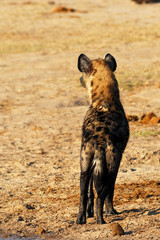 Spotted hyaena