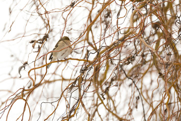 Oiseau pinson des arbres dans les branches
