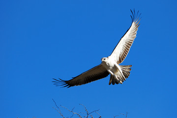 Juvenile martial eagle in flight