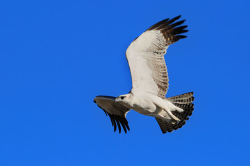 Juvenile martial eagle in flight