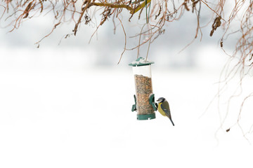 Mésange bleue acrobate