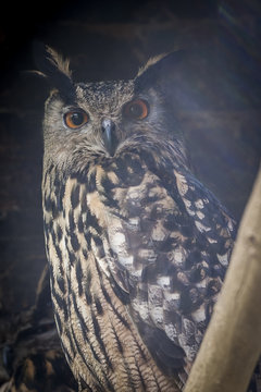 Hibou grand duc de virginie