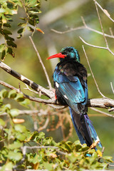 Green wood hoopoe