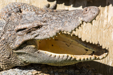 Dangerous crocodile open mouth in farm in Phuket, Thailand