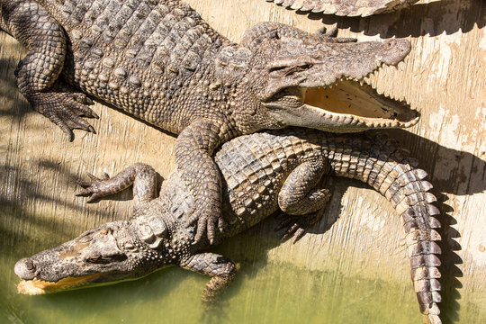 Crocodile farm in Phuket, Thailand. Dangerous