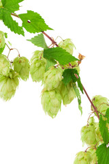 Beautiful fresh hops.