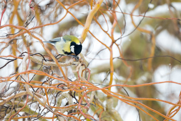 Oiseau Mésange charbonnière dans l'arbre