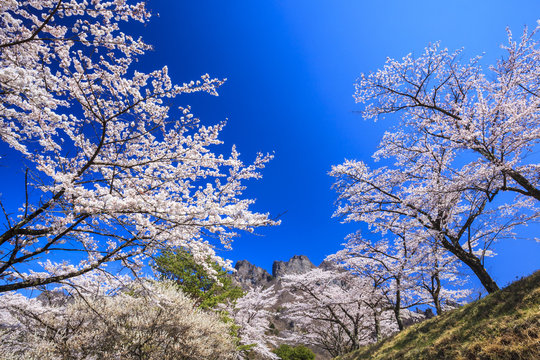 Cherry tree and Mt. Myogi in spring