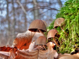 Pilze am bemoosten Baumstumpf