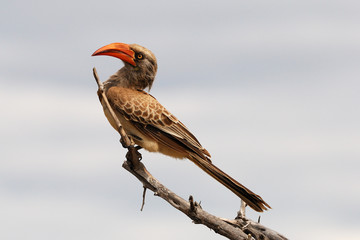 Bradfield's hornbill